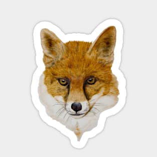 Red Fox portrait Sticker